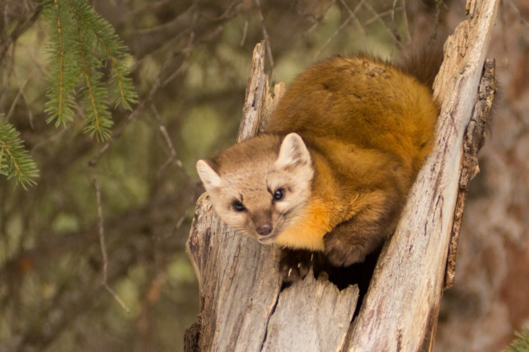 Lamar Valley Winter Wolves & Wildlife — Yellowstone Yellowstonewildlifeprofiles Marten Perched Tree Bark