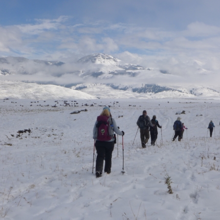 Yellowstonewildlifeprofiles Snowshoe Hikers Yellowstone Winter Landscape