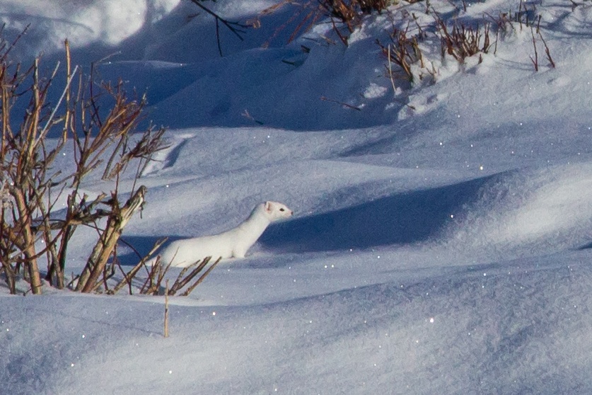 Sunrise Wolves & Wildlife (Winter) — Yellowstone Yellowstonewildlifeprofiles White Weasel Snowy Landscape Yellowstone