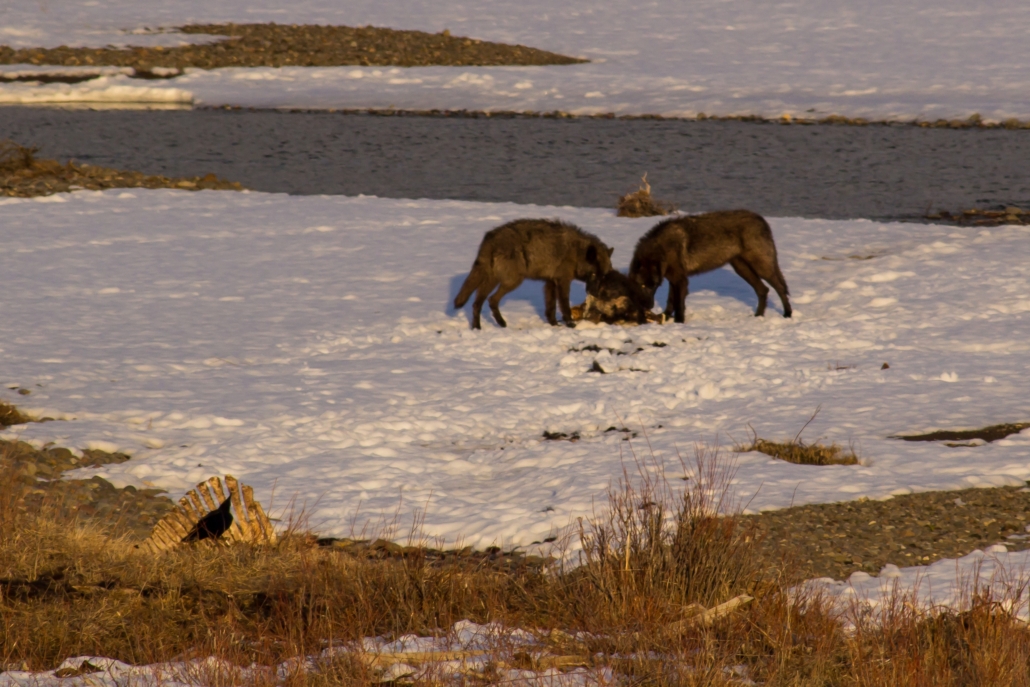 Lamar Valley Winter Wolves & Wildlife — Yellowstone Yellowstonewildlifeprofiles Wolves Feeding Snowy Landscape Yellowstone