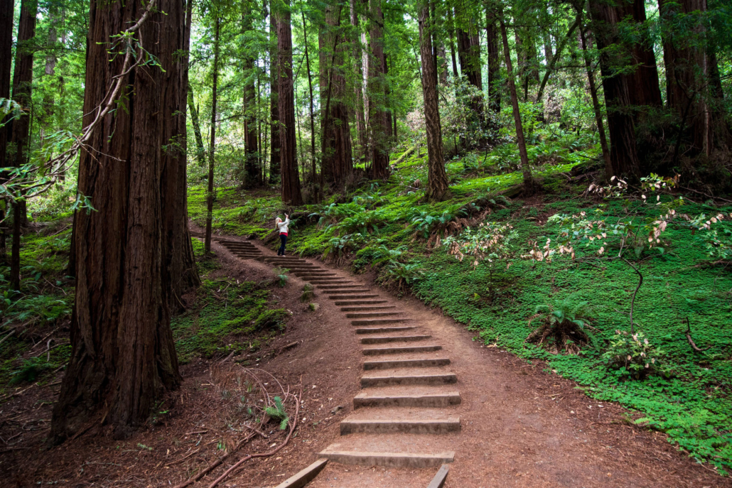 Muir Woods Redwood Forest and Sausalito with Park Admission — Redwood Yosemite Tours Wooden Steps Redwood Forest