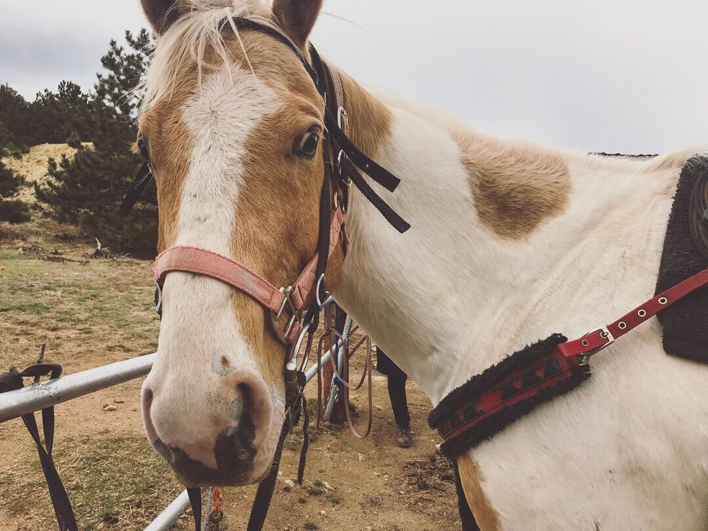 One Hour Horseback Ride