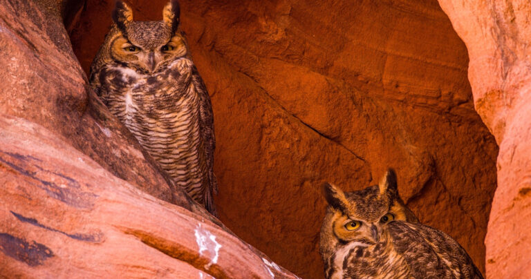Rattlesnake & Owl Slot Canyon Tour