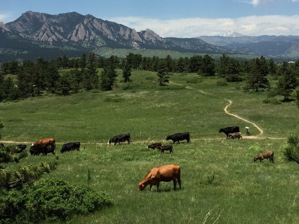boulderbiketours_bike-to-farm-tour-for-private-groups-cows-grazing-green-field-mountains