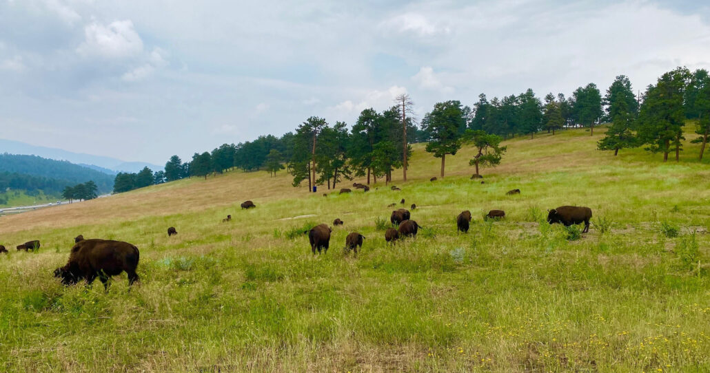 explorerdenvertours_denver-foothills-tour-bison-grassy-hillside-colorado