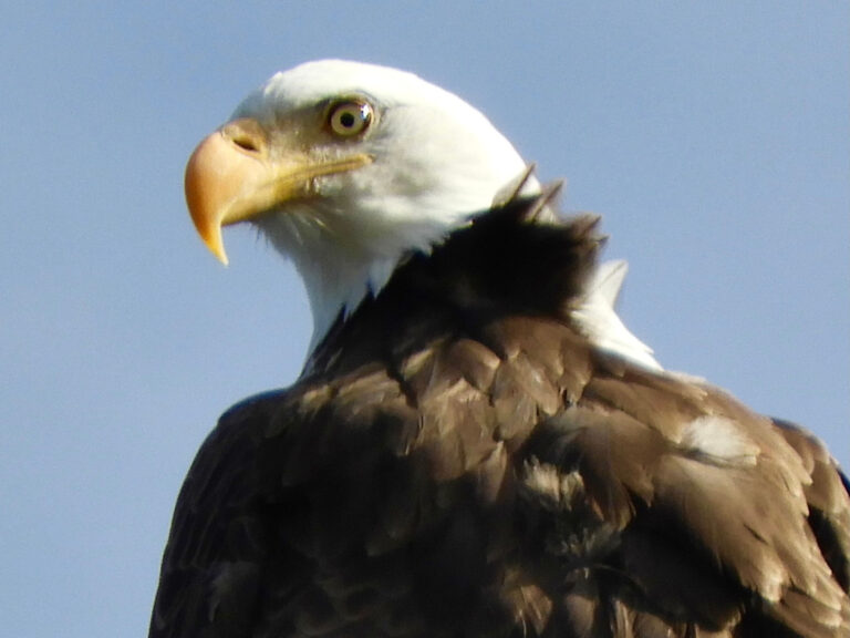 gobirdingman_beak-and-talon-bald-eagle-closeup-feathers