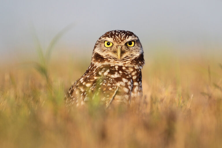 gobirdingman_beak-and-talon-burrowing-owl-grassy-field