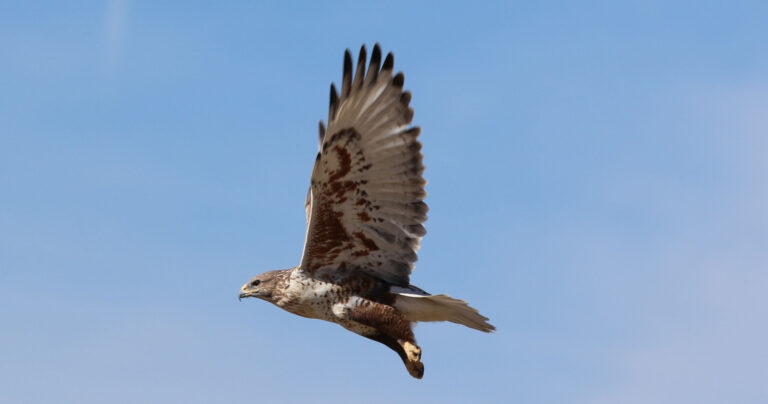 gobirdingman_beak-and-talon-hawk-flying-blue-sky