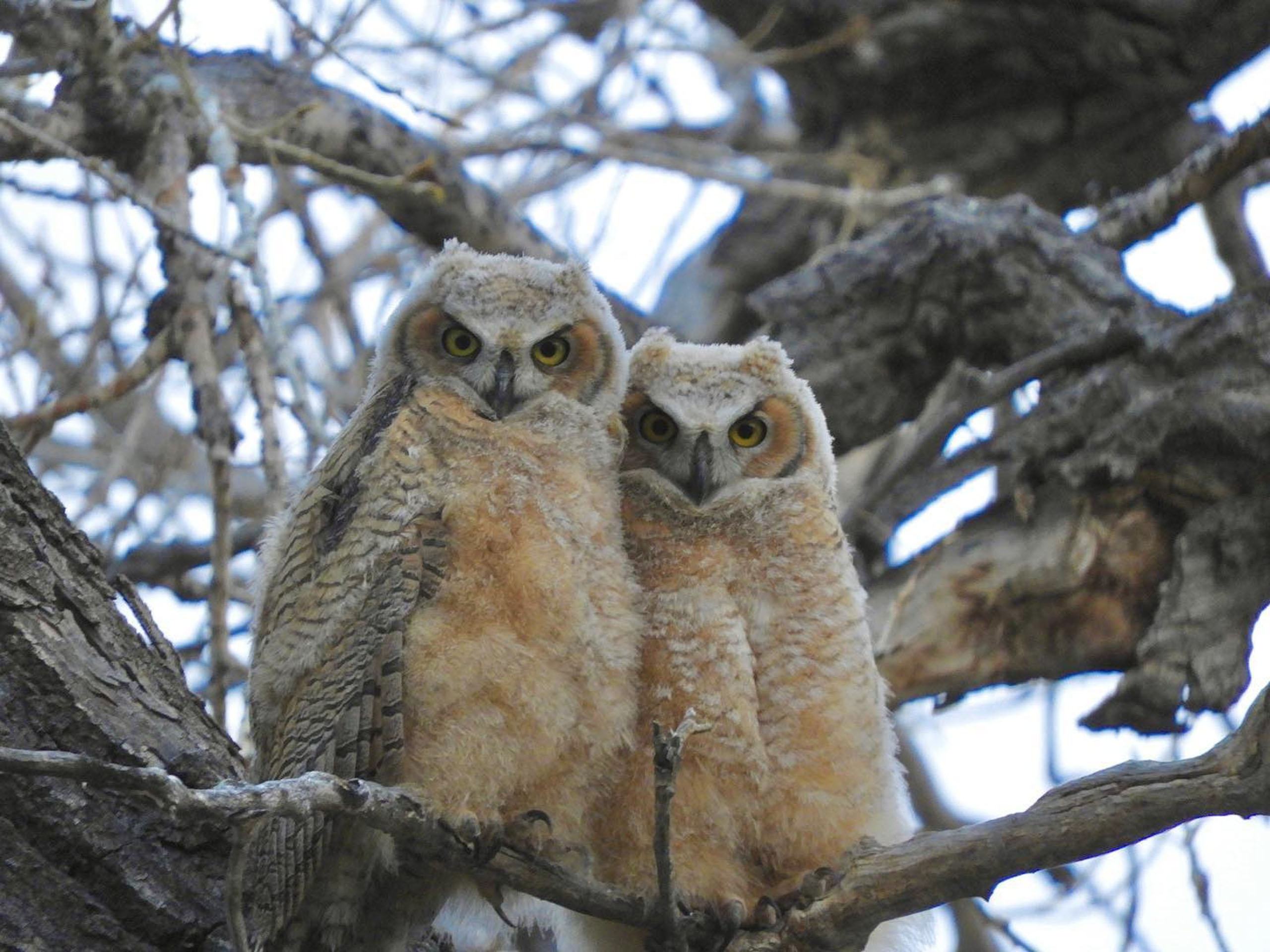 gobirdingman_beak-and-talon-owls-tree-branches-colorado