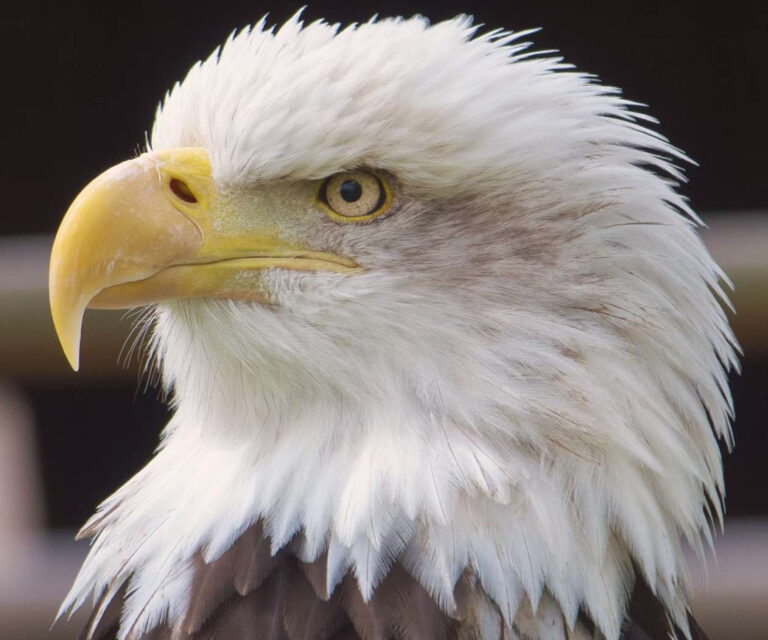 gobirdingman_couple-s-nature-therapy-bald-eagle-closeup-yellow-beak