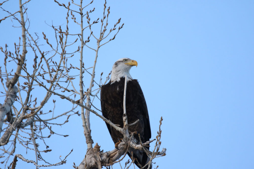 gobirdingman_couple-s-nature-therapy-bald-eagle-tree-blue-sky