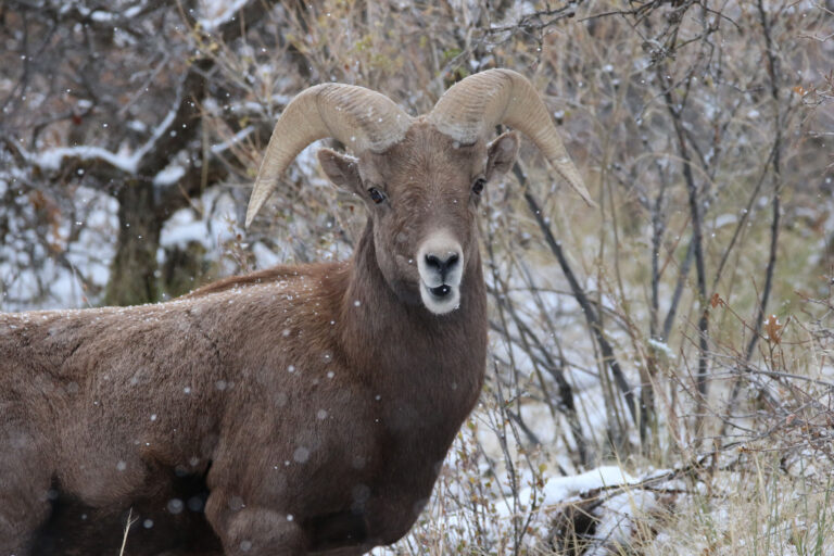 gobirdingman_couple-s-nature-therapy-bighorn-sheep-snowy-forest