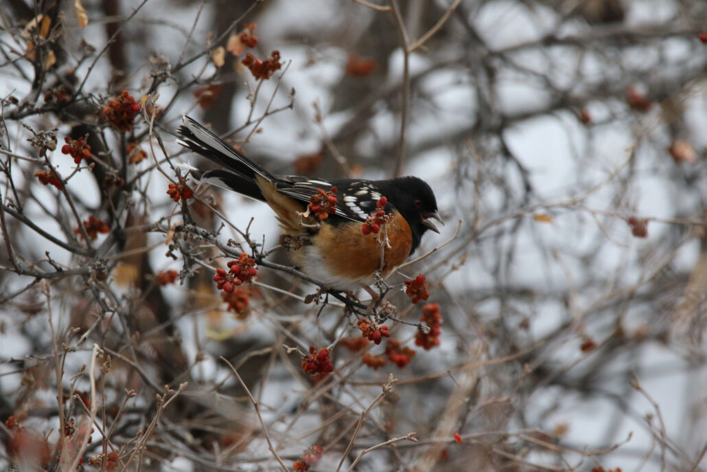 gobirdingman_couple-s-nature-therapy-bird-red-berries-branches