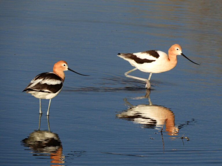 gobirdingman_couple-s-nature-therapy-birds-reflection-water-colorado