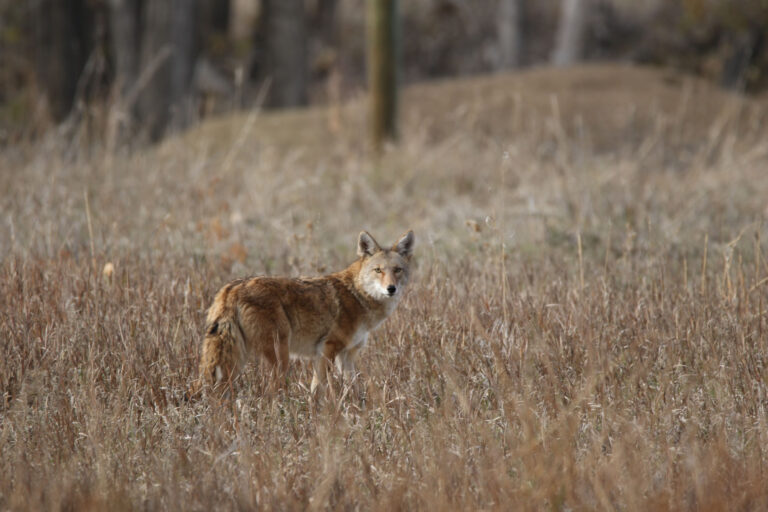 gobirdingman_couple-s-nature-therapy-coyote-grassy-field-colorado