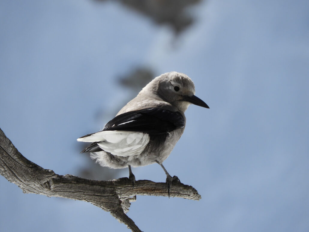 gobirdingman_high-country-hike-and-hot-spring-soak-bird-perched-on-branch