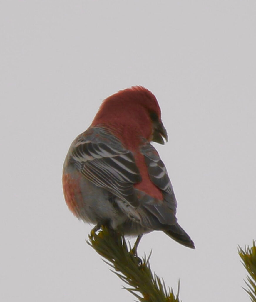 gobirdingman_high-country-hike-and-hot-spring-soak-bird-red-head-gray-body