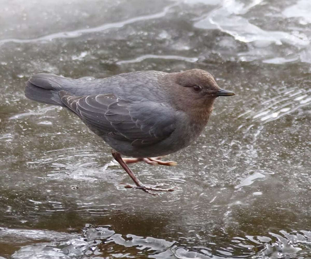 gobirdingman_reduced-mobility-birding-bird-ice-water-gray