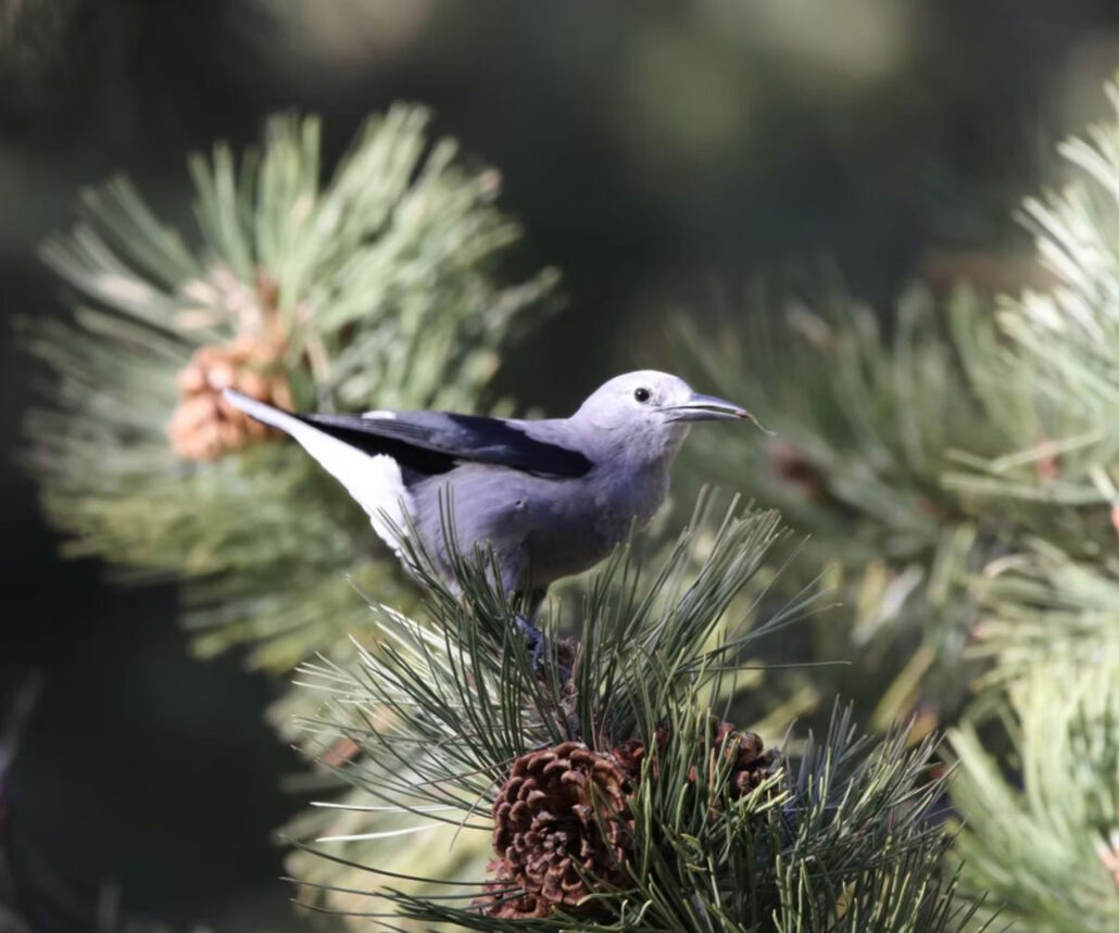 gobirdingman_reduced-mobility-birding-bird-pine-cones-colorado