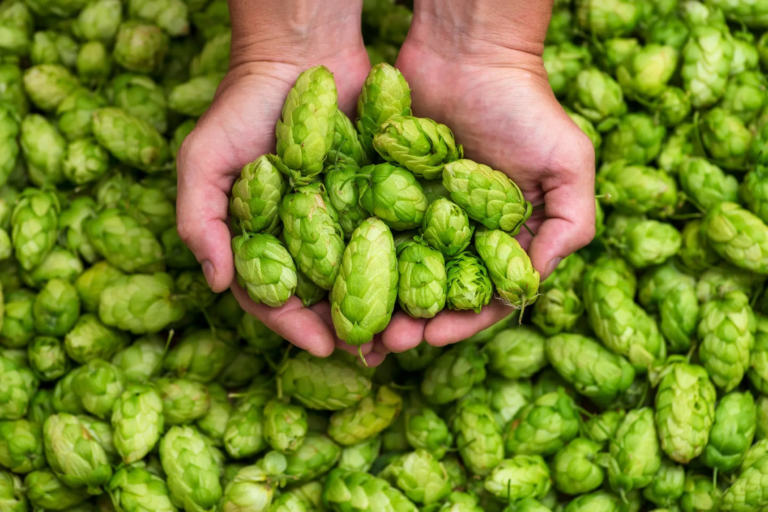 hopcarts_distilleries-tour-hands-hops-green-brewery