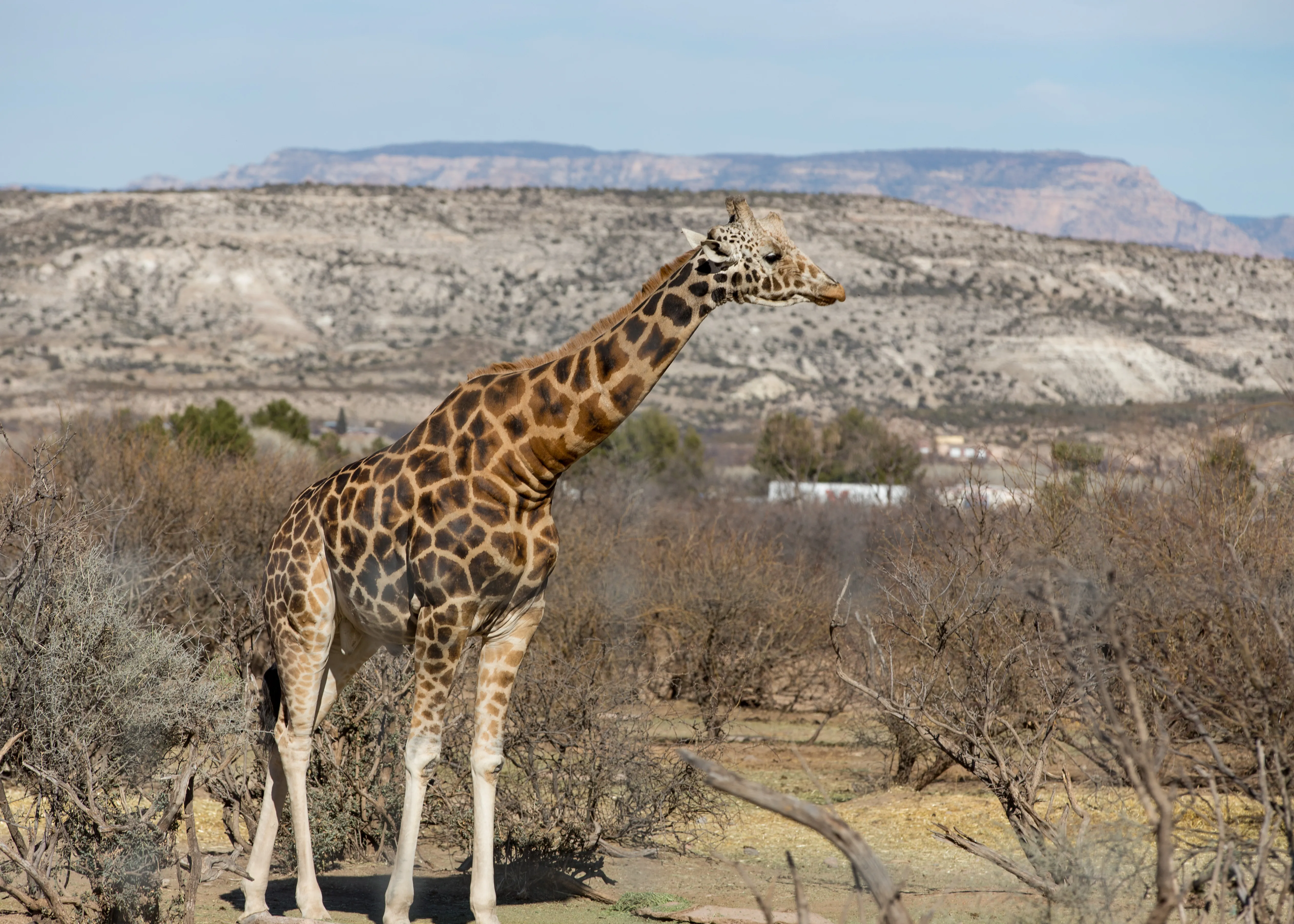 predatorzipline_giraffe_9276