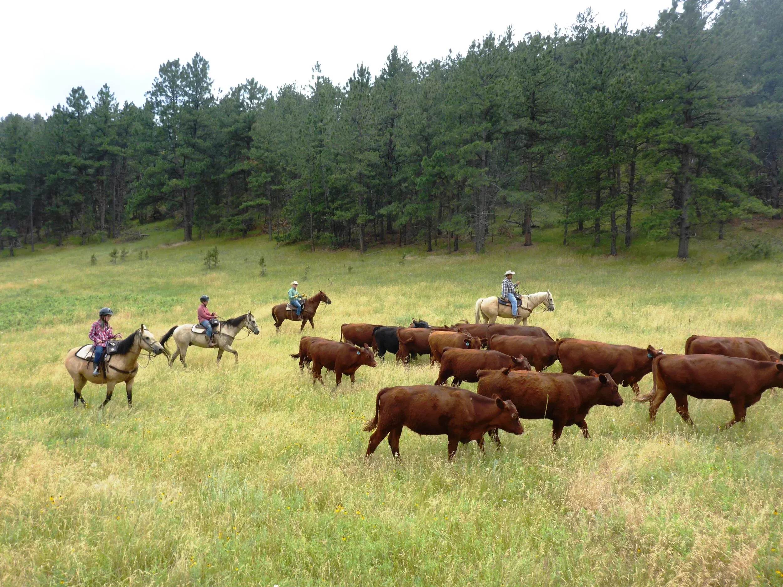sylvandale_1-1-5-hour-scenic-trail-ride-horseback-riders-cattle-green-field