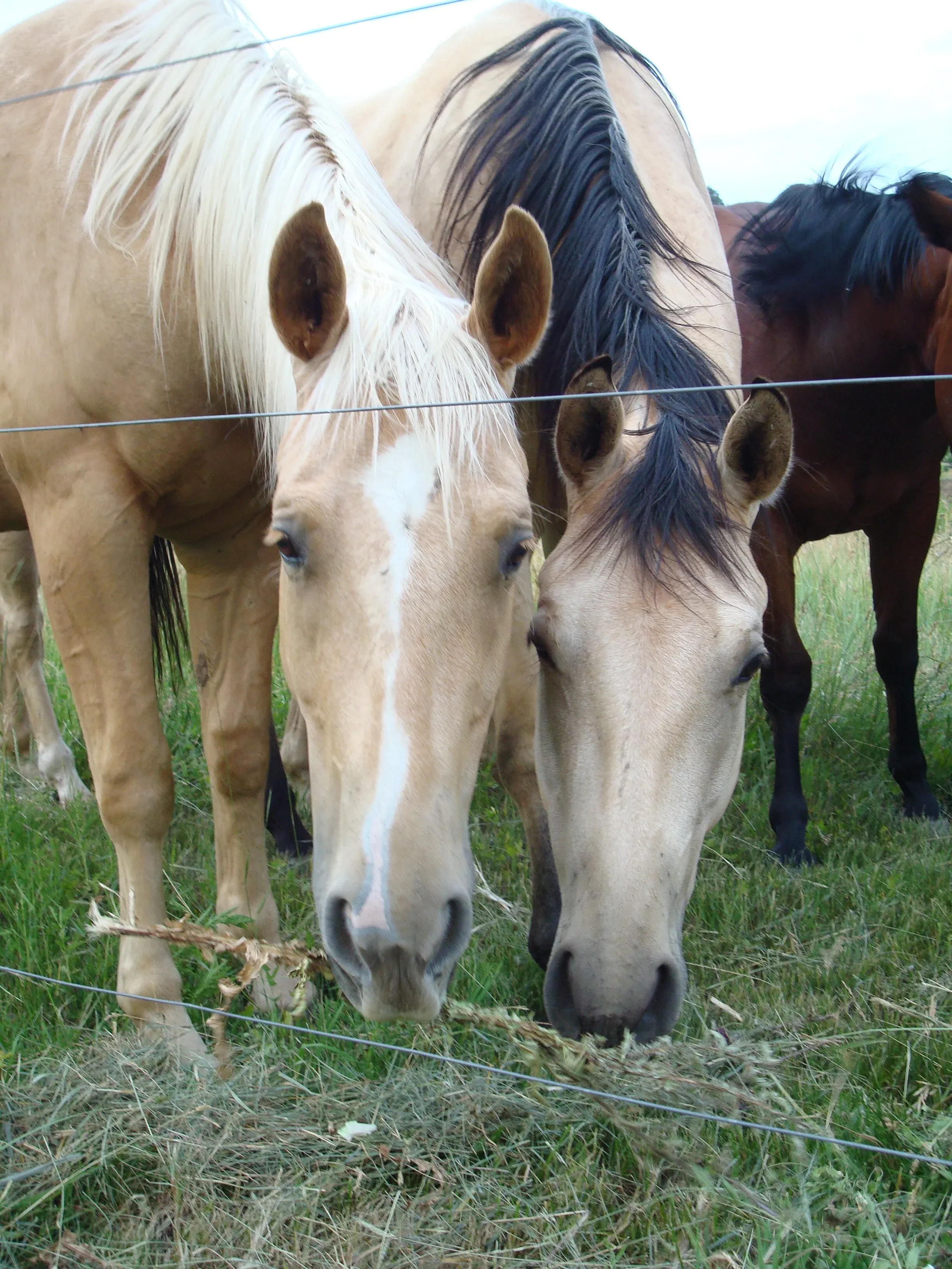 sylvandale_1-1-5-hour-scenic-trail-ride-horses-grazing-grass-fence