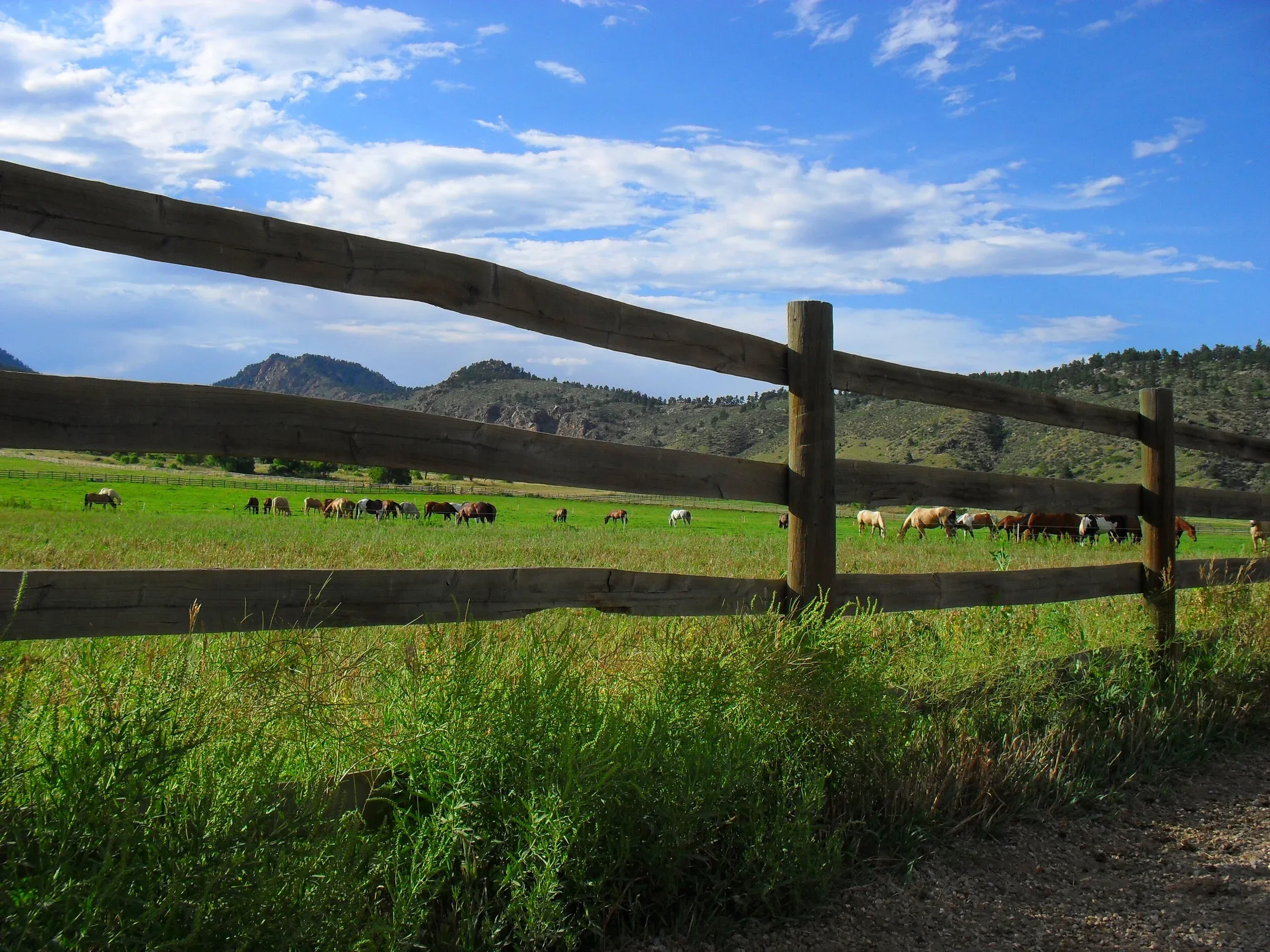 sylvandale_2-hour-scenic-trail-ride-horses-grazing-fenced-pasture-colorado