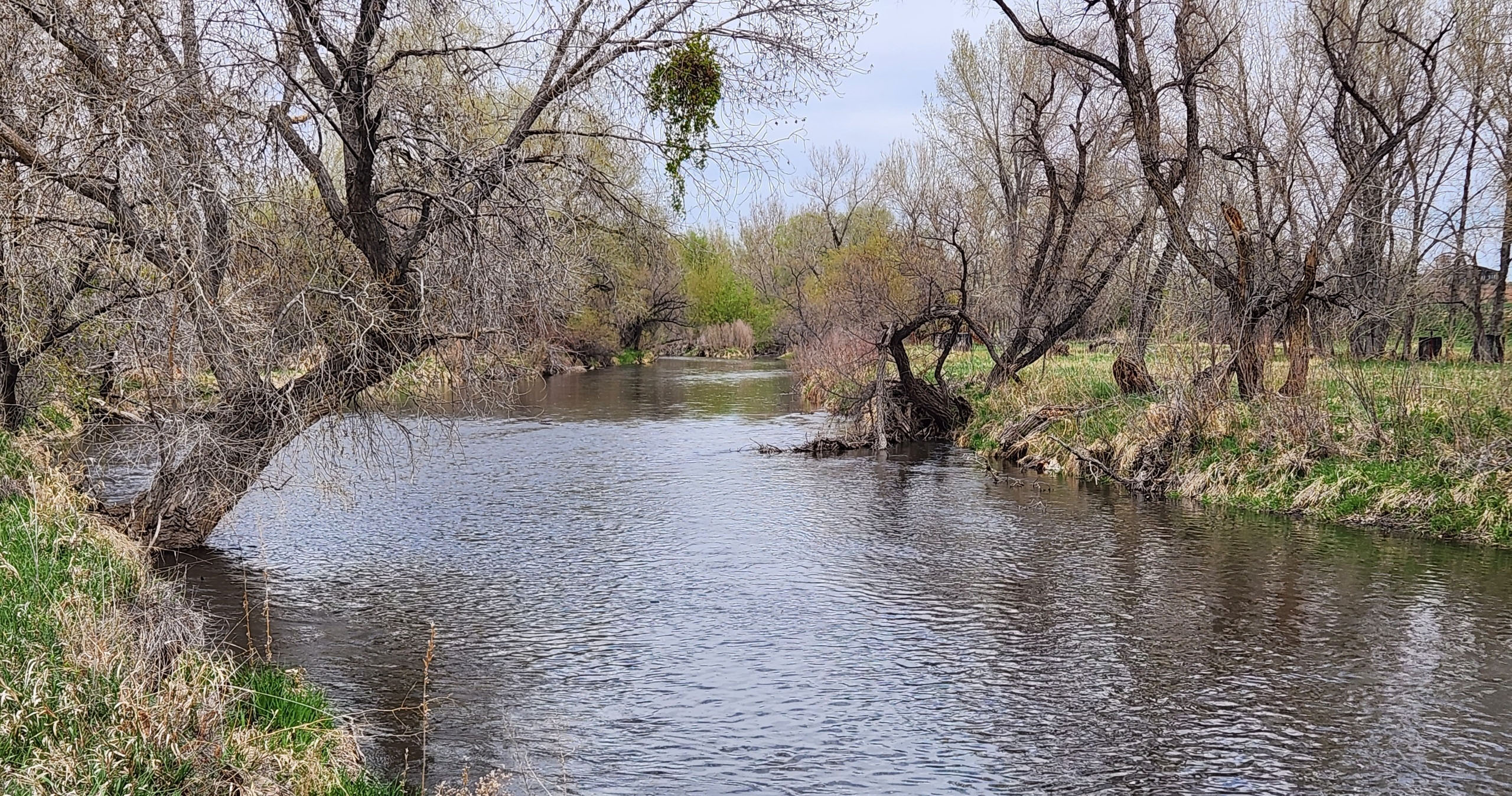 totpht_east-poudre-river-fort-collins-walking-t-east-poudre-river-bare-trees-green-grass