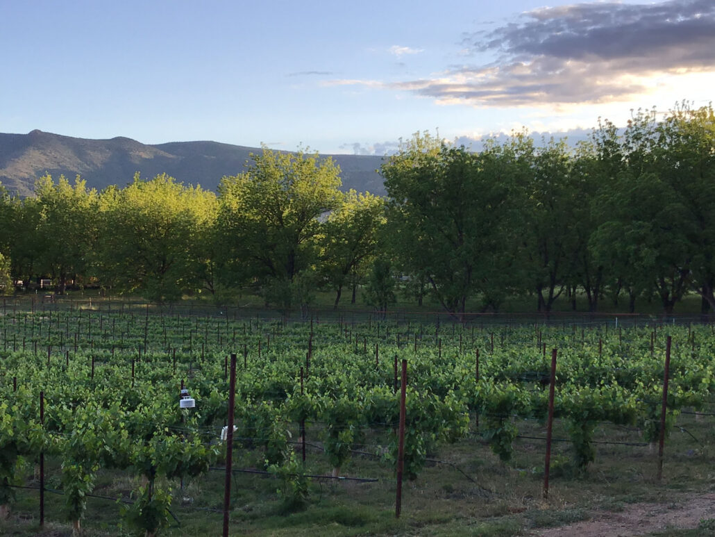 verdeadventure_river-to-ros-experience-vineyard-green-hills-sky