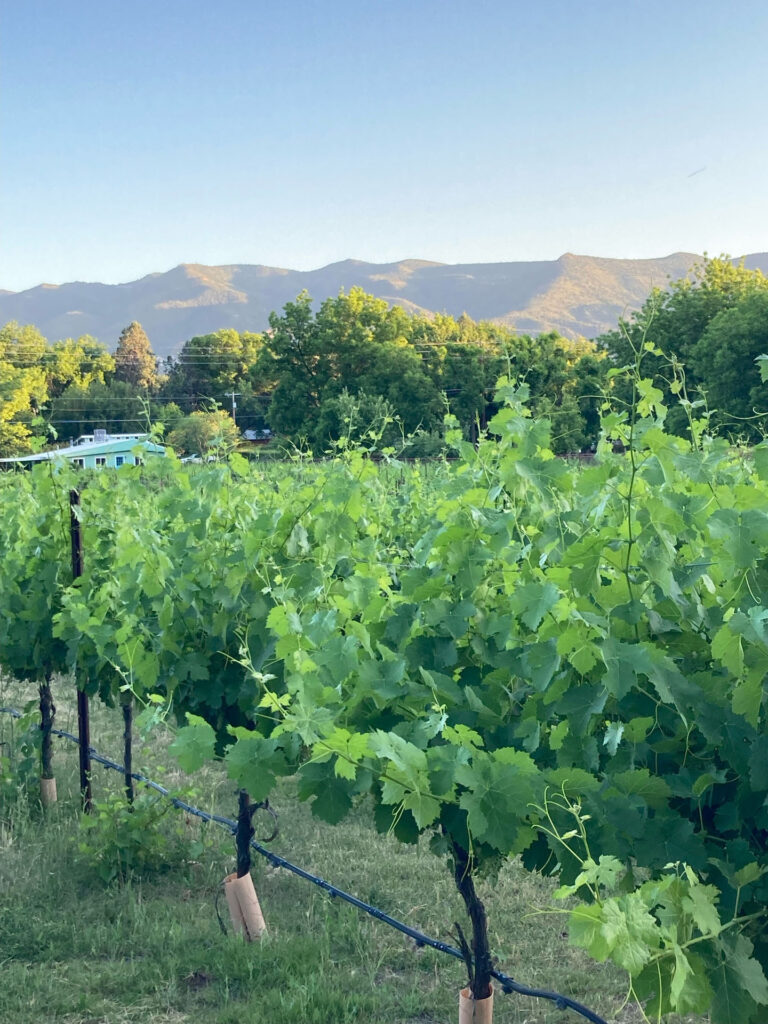 verdeadventure_river-to-ros-experience-vineyard-mountains-greenery