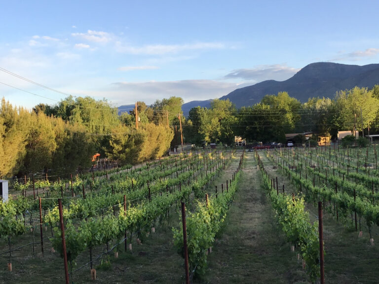 verdeadventure_river-to-ros-experience-vineyard-mountains-sky